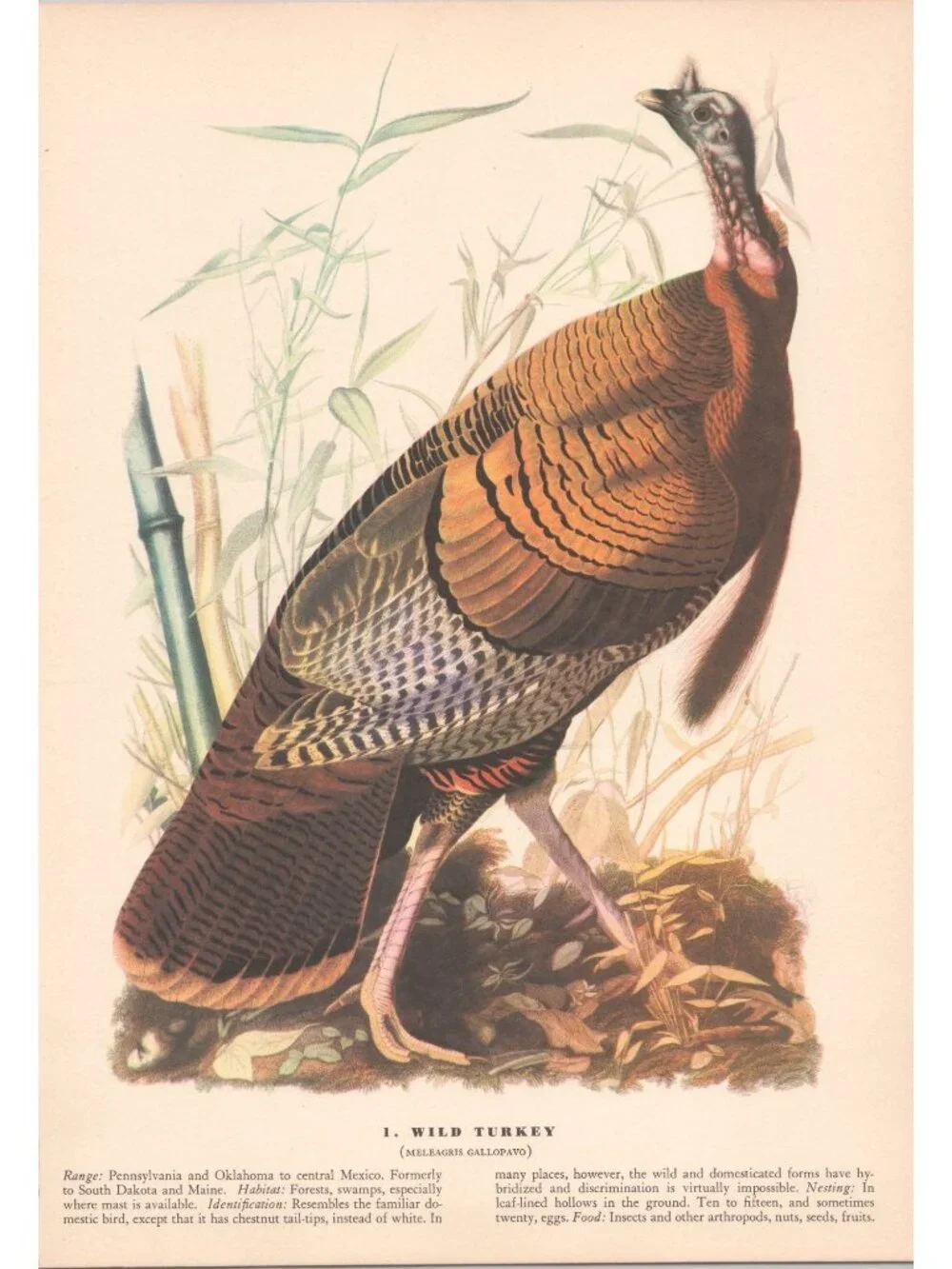 Audubon Wild Turkey Print 1942 Birds of America Plate 1 Macmillan Vintage Art